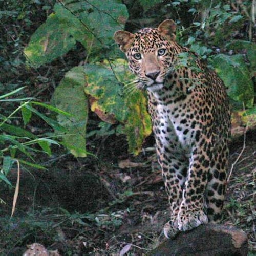 Luipaard in Bandhavgarh Nationaal Park